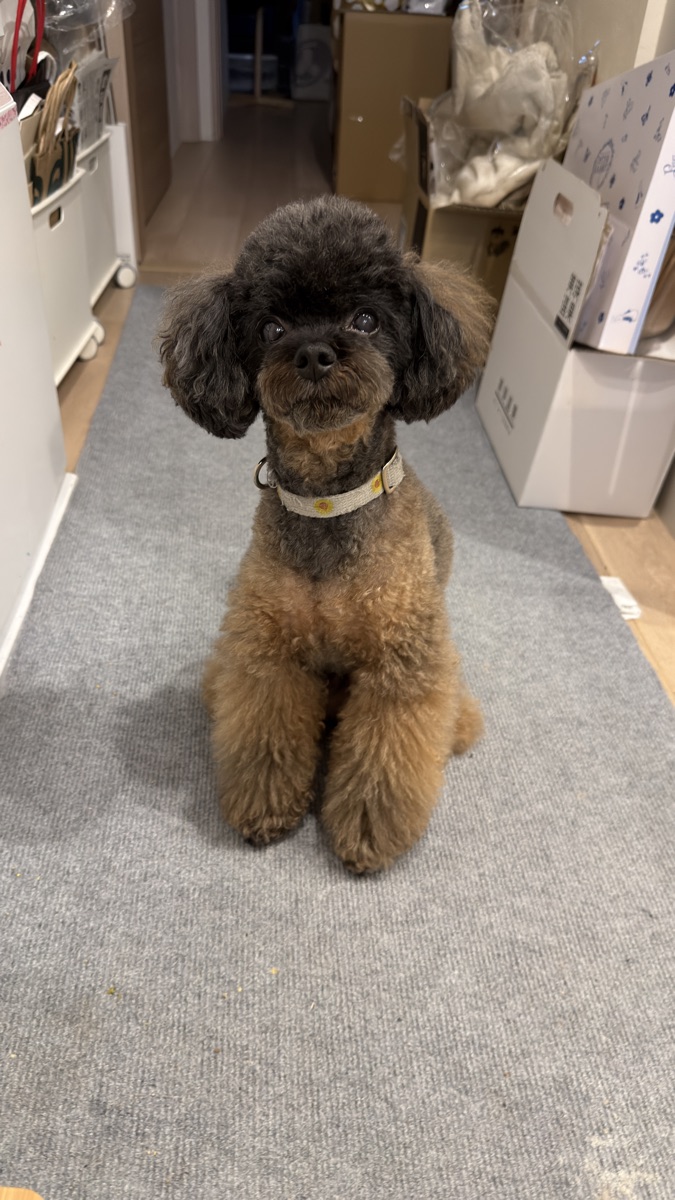 ラグの上でくつろぐ看板犬のあ