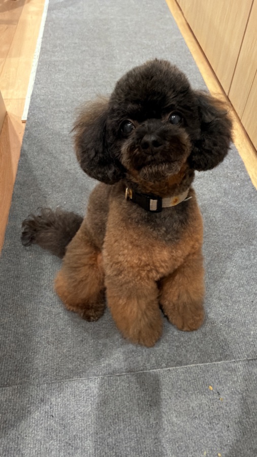 トリミングしたての看板犬のあ