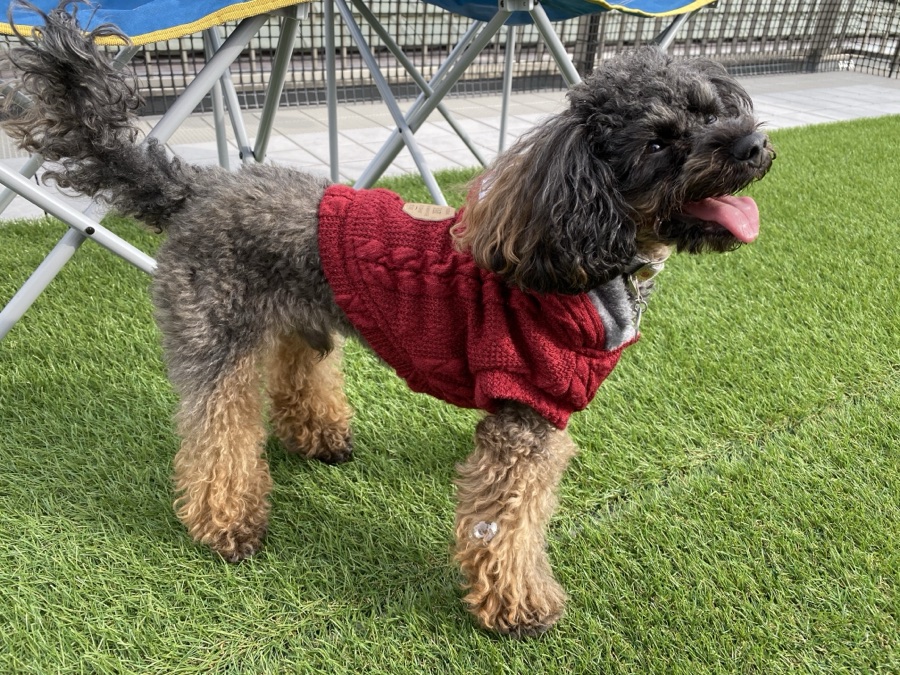 赤いセーターでお散歩する看板犬のあ