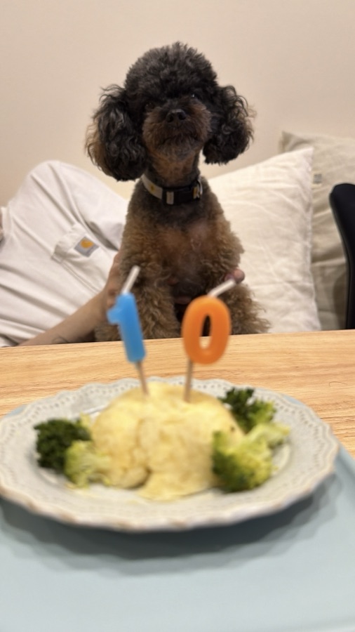 お誕生日ケーキを前にした看板犬のあ